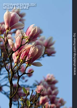 
                Magnolie, Magnolienblüte                   
