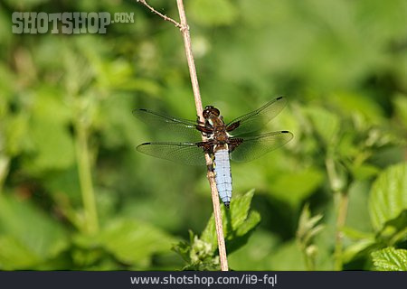 
                Libelle, Plattbauch                   