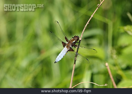 
                Libelle, Plattbauch                   