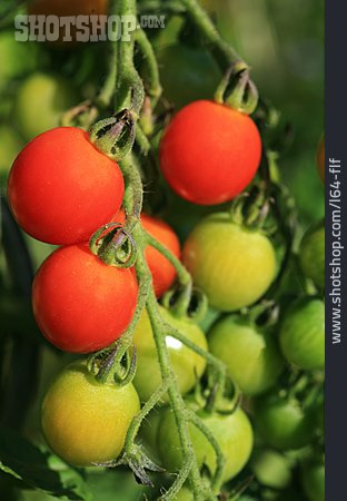 
                Tomate, Tomatenpflanze                   