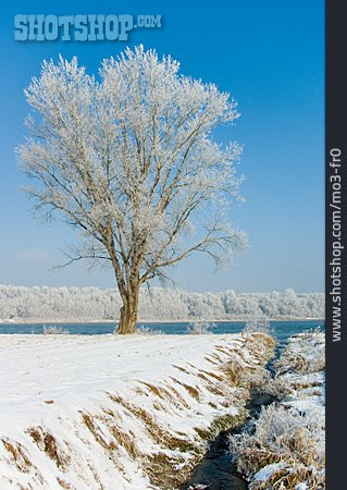 
                Baum, Winter, Winterlandschaft, Ufer                   