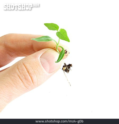 
                Wachstum, Hand, Pflanzen, Setzling                   