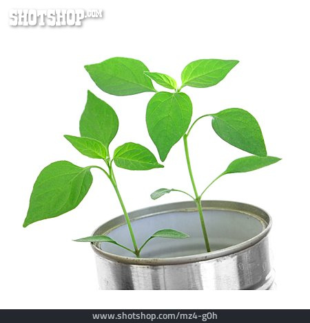
                Pflanze, Pflanzenaufzucht                   