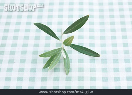 
                Olive Branch, Olive Leaf                   