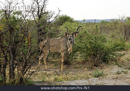 
                Kudu, Großer Kudu                   