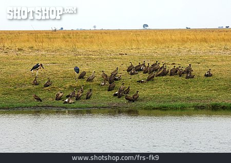 
                Geier, Chobe Nationalpark                   