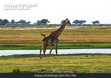 
                Giraffe, Chobe Nationalpark                   