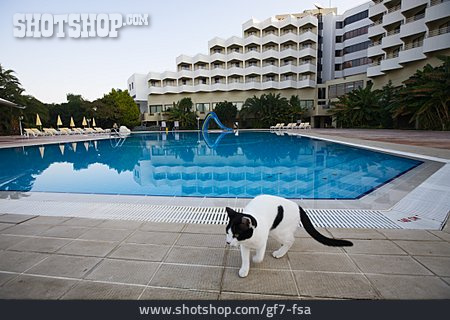 
                Katze, Pool, Hotelanlage                   