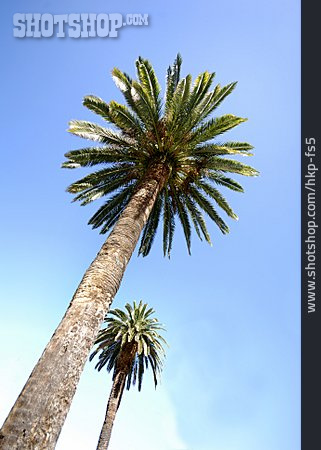 
                Tree, Palm                   