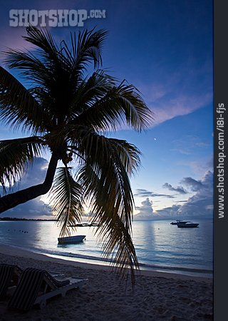 
                Beach, Evening, Palm, Mauritius                   