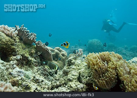 
                Tauchen, Unterwasserfotografie, Indischer Ozean                   