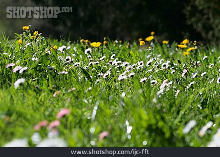 
                Flower Meadow                   