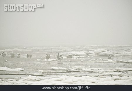 
                Winter, Nordseeküste, Eisschollen                   