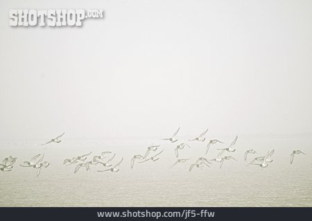
                Nebel, Austernfischer                   
