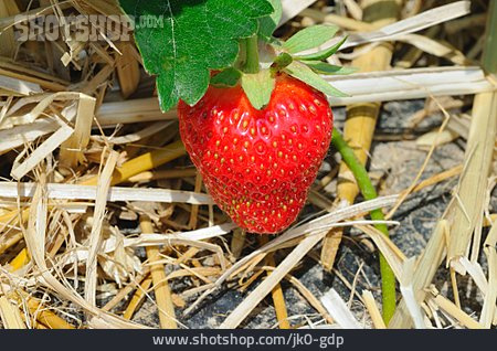 
                Erdbeere, Obstanbau                   