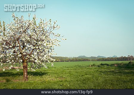 
                Baumblüte, Apfelbaum, Obstbaum                   