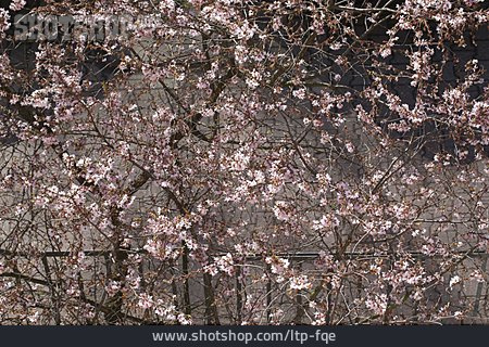 
                Hintergrund, Japanische Blütenkirsche                   