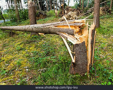 
                Forstwirtschaft, Sturmschaden                   