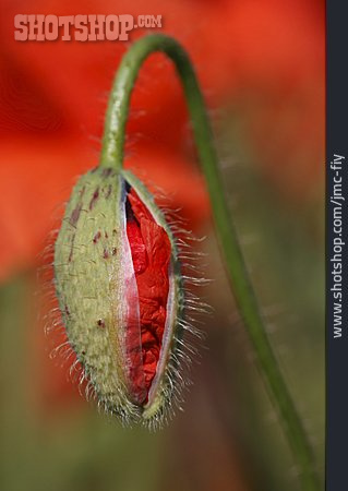 
                Mohn, Klatschmohn, Knospe                   