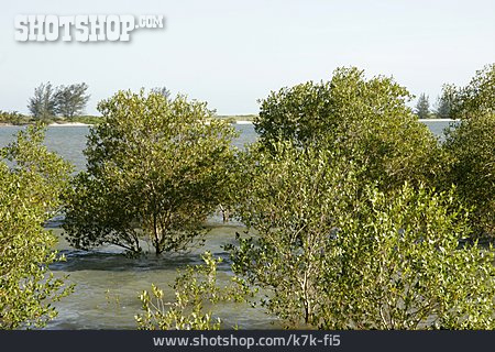 
                Landschaft, Mangrovenwald, Mangroven                   