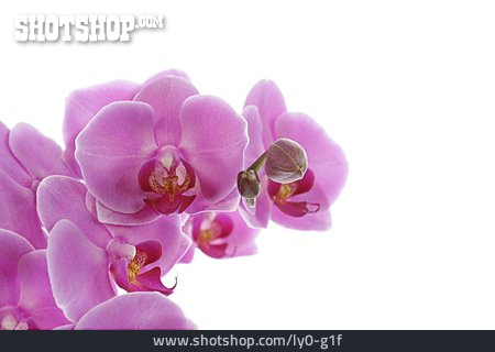 
                Blüte, Orchidee, Phalaenopsis                   