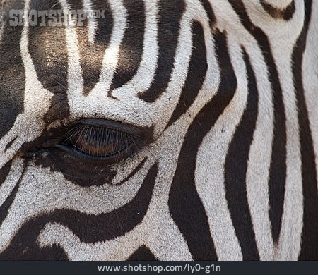 
                Muster, Design, Auge, Zebra                   