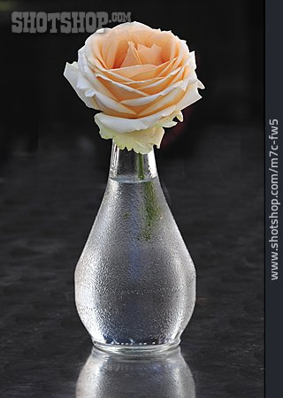 
                Rose, Blumenvase, Vase                   