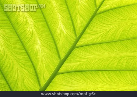 
                Pflanzlich, Photosynthese, Pflanzenblatt                   