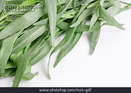 
                Gewürzpflanze, Küchenkräuter, Estragon                   