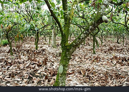 
                Kakaobaum, Kakaoplantage                   