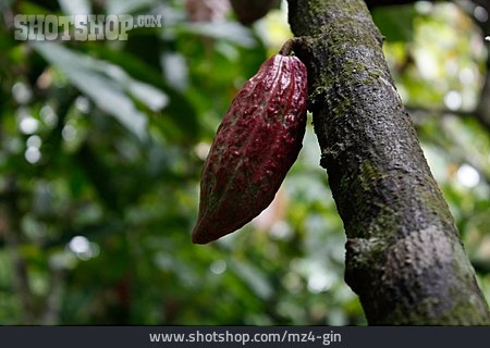 
                Kakaofrucht, Kakaobaum                   