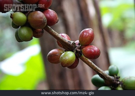 
                Kaffeepflanze, Kaffeefrucht                   
