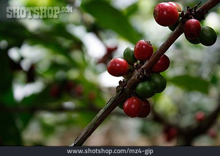
                Kaffee, Kaffeepflanze, Kaffeefrucht                   
