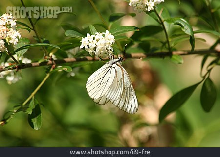 
                Schmetterling, Baum-weißling                   