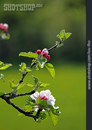 
                Baumblüte, Apfelbaum                   
