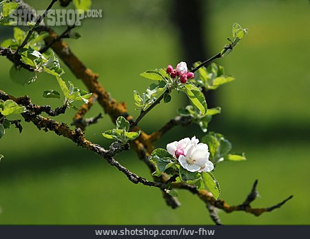 
                Baumblüte, Apfelbaum                   