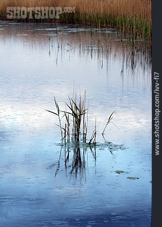 
                Lake, Reed                   