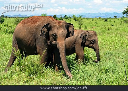 
                Elefant, Asiatischer Elefant                   