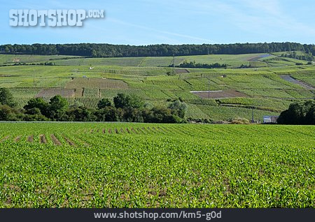 
                Feld, Landwirtschaft, Ackerbau, Champagne                   
