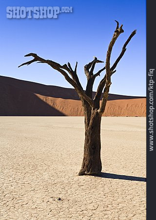 
                Akazie, Sossusvlei, Namib-skelettküste-nationalpark                   