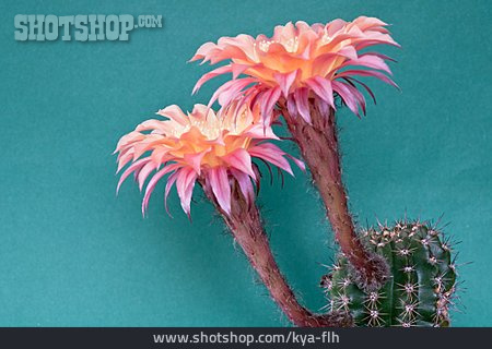 
                Kaktusblüte, Echinopsis, Herzdame                   