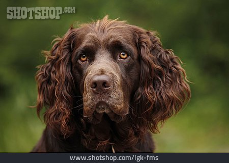 
                Jagdhund, Deutscher Wachtelhund                   