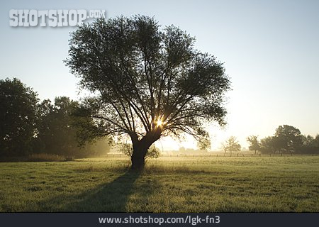 
                Sonnenaufgang, Baum, Morgenstimmung                   