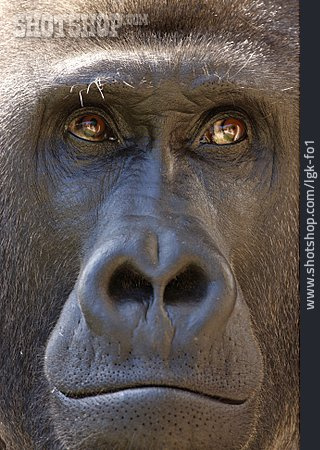
                Tierportrait, Gorilla                   