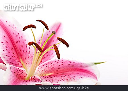 
                Blütenstempel, Blütenstaub, Lilie                   