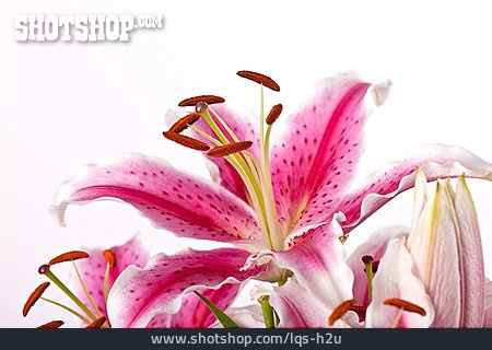
                Blütenstempel, Blütenstaub, Lilie                   