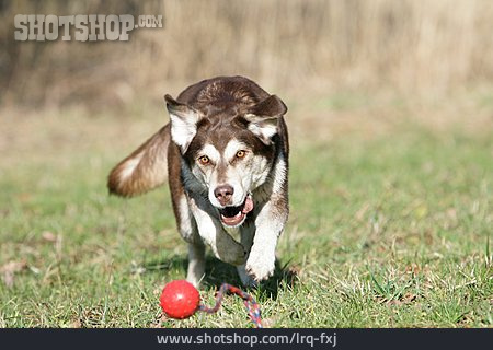 
                Hund, Jagen, Ballspiel                   