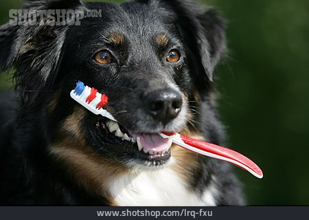 
                Hund, Hygiene, Zahnpflege                   