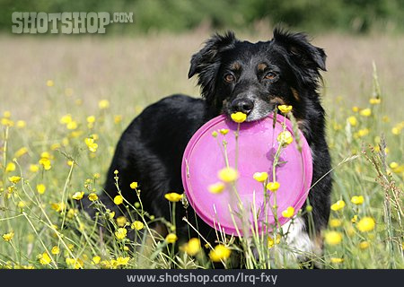 
                Hund, Apportieren, Australian Shepherd, Discdogging                   