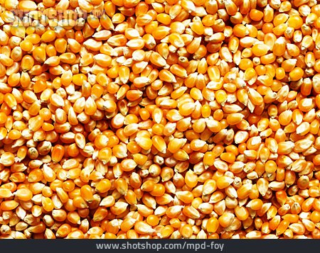 
                Backgrounds, Maize, Maize Grain                   